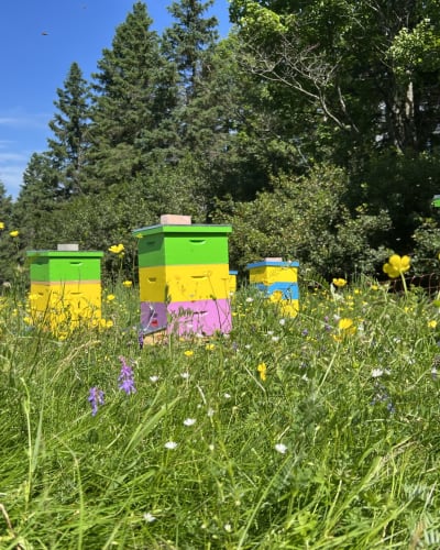 Douceurs des Appalaches: beehive