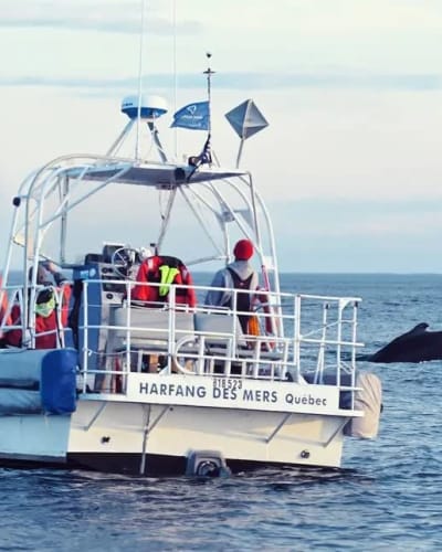 Kayaking and Whale Watching Cruise Package