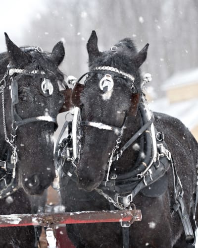Two horses at Érablière au Sous-Bois.