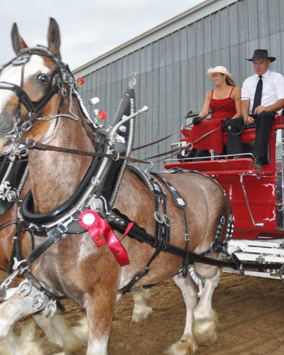 Horses - Expo Shawville Fair.