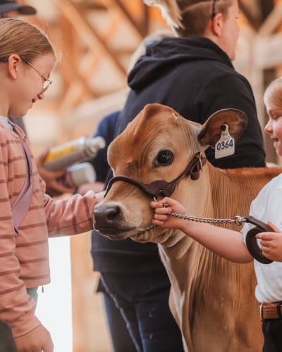 Two little girls standing next to a calf.