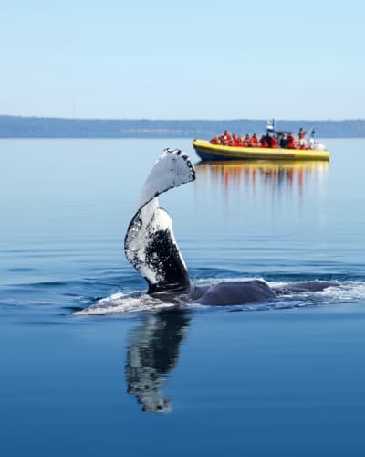Forfait Croisières aux Baleines