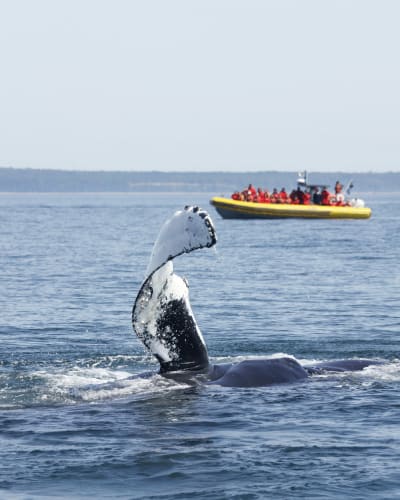 Forfait Croisières aux Baleines