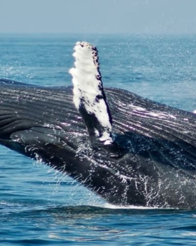 Whale Watching Package