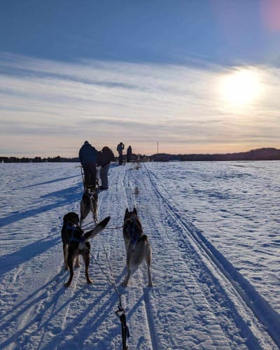 Dog sledding at La Ferme à Minuit.