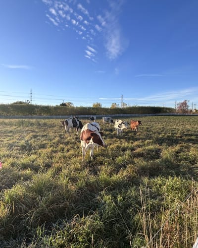 Vaches dans un champ.