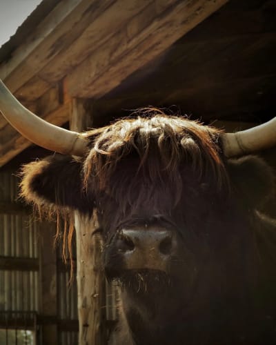 Un boeuf Highland à la Ferme Genty SENC.