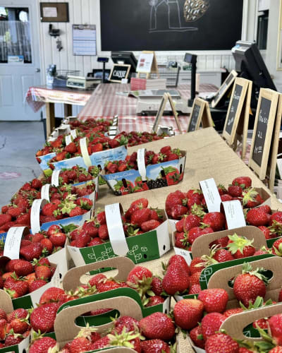 Des fraises à la Ferme Hubert Sauvé.