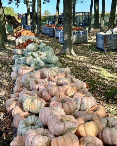 Pumpkins at Ferme Hubert Sauvé.