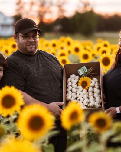 A family of farmers tending garlic in a sunflower field.