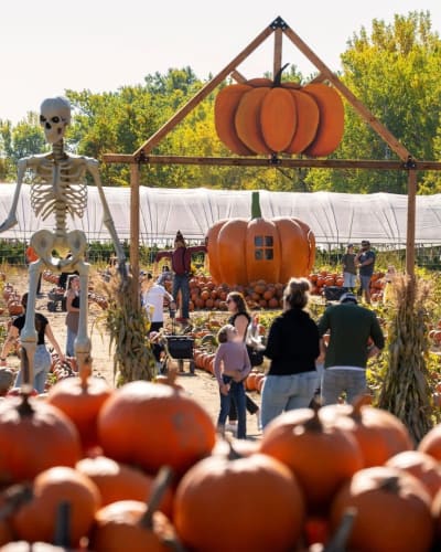 Famille dans le champ de citrouilles et décoration d'Halloween.