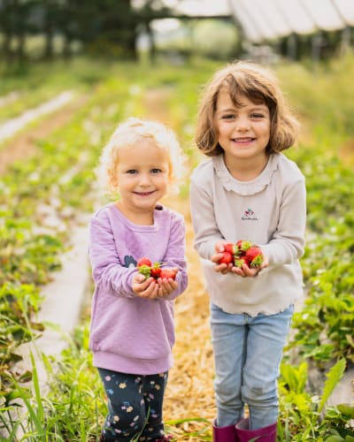 Deux fillettes tenant des fraises dans un champ.