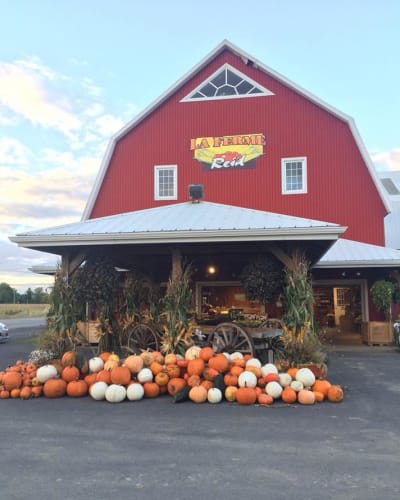 Pumpkins at Ferme Reid.