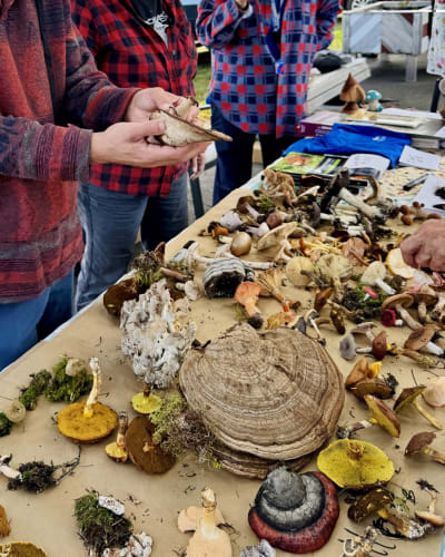 Festival des champignons forestiers du Kamouraska : kiosque de champignons