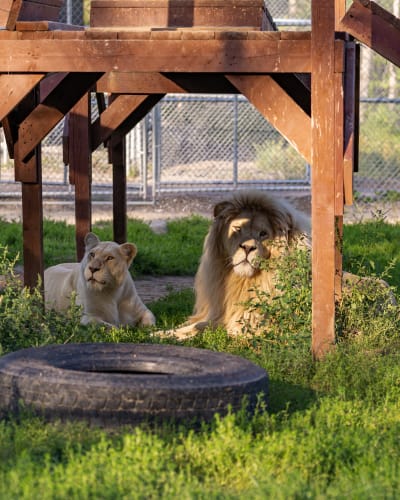 Night among the lions - 2nd or 3rd floor (Week)