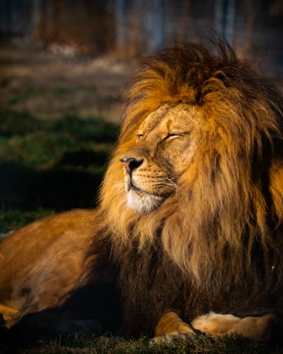 Night among the lions - 2nd or 3rd floor (Weekend)