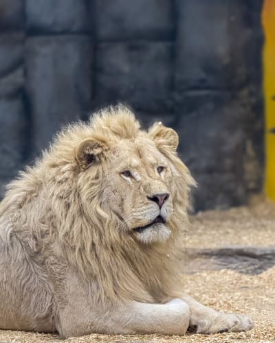 A lion lying in its enclosure.