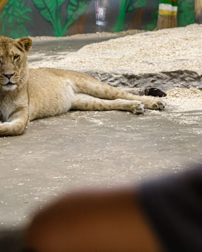 A lioness resting calmly on the ground, watching the scene before her.