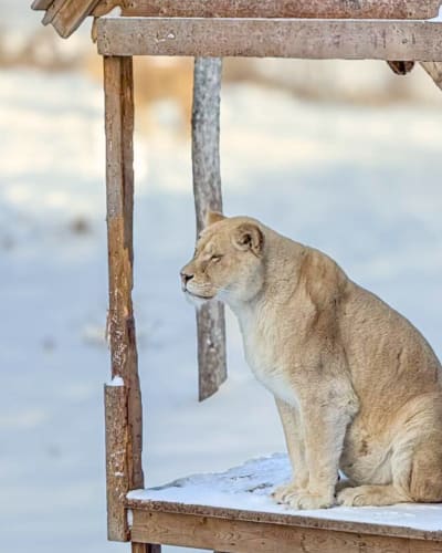 A lioness sitting on a snowy platform, gazing into the distance.