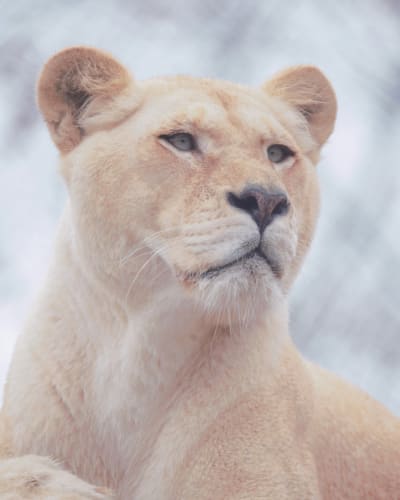 Night among the lions - 1st floor (Weekend)