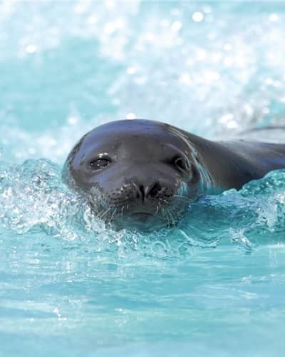 Aquarium du Quebec Package