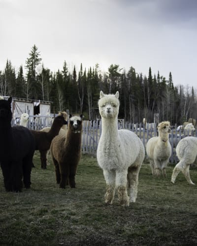 Several alpacas at La Ferme Chalpagas.