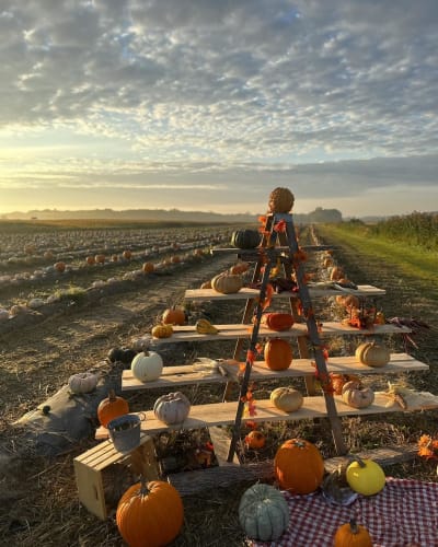 Champs de citrouilles.