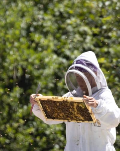Woman beekeeping.