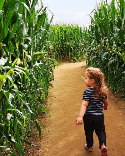 The Great Lanaudière Corn Maze - Ferme Guy Rivest