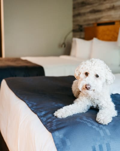 Dog at Manoir Belle Plage.