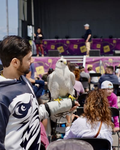 A man with a bird of prey on his arm at the Levisium Science Festival 2026 in Quebec City.