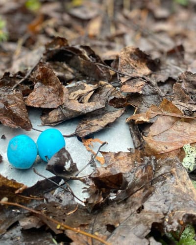 Chasse aux cocos d’oiseaux du Marais