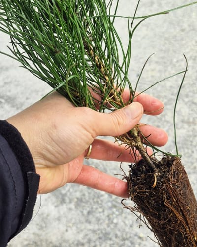 Journée Moi j'plante