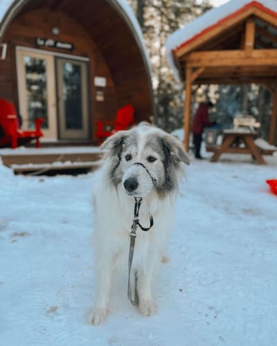 Dog at Micro-Chalets des Appalaches in winter.