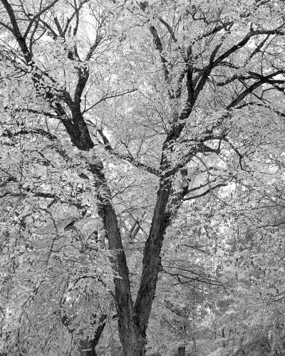 Regard d'automne 2026 - Atelier de photographie naturaliste