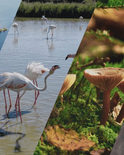 Science Bar: Climate and Biodiversity at the Musée de la nature et des sciences de Sherbrooke on May 20, 2026.