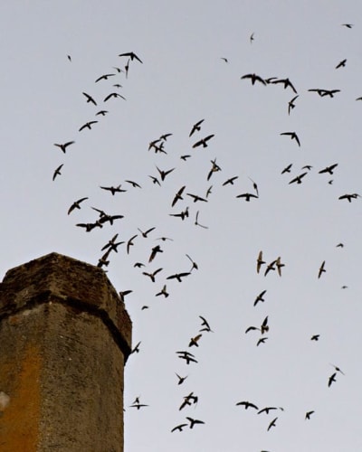A flock of Chimney Swifts flying over a chimney in the city of Sherbrooke.