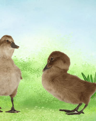 Activities for the long spring break.