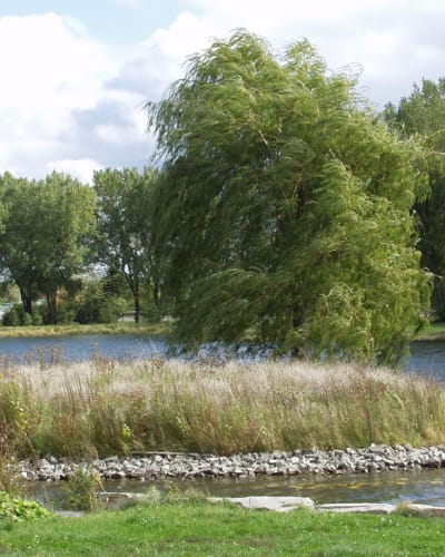 Un couple assis sur le bord de l'eau au Parc Angrignon.