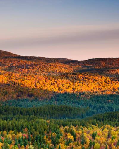 La forêt en automne au Parc national d'Aiguebelle.
