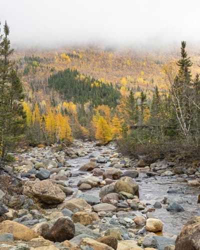 Paysage automnal du Parc national de la Gaspésie.