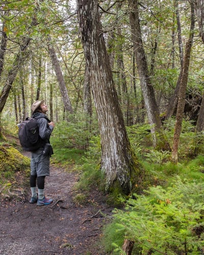 Un homme dans une forêt du Parc national de la Gaspésie.