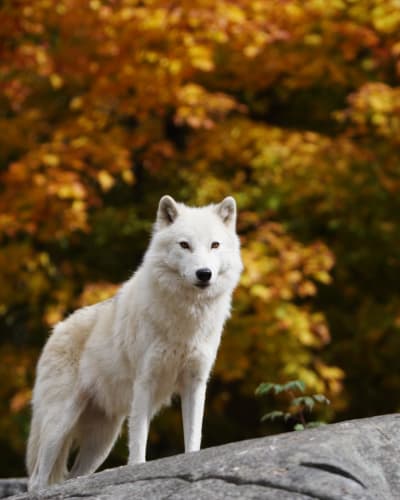 Visit the Parc Oméga