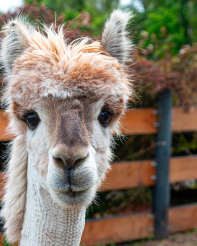 Walk with an Alpaca