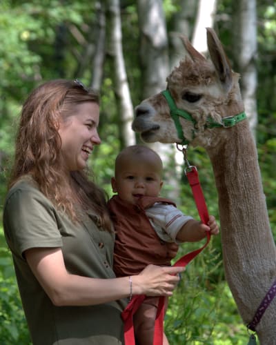 Walk With an Alpaca – Day and Evening