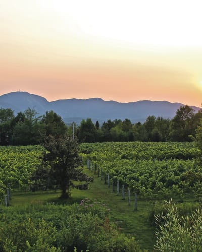 Au Vignoble d'Orford