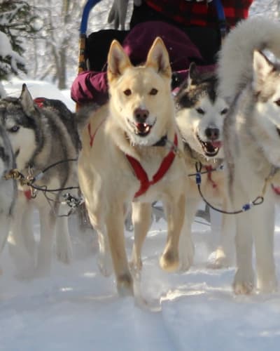 aventures_nord_bec_stoneham_1_h