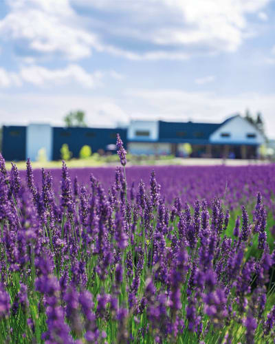 bleu_lavande_1