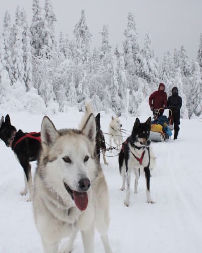 bosco_charlevoix_1_h