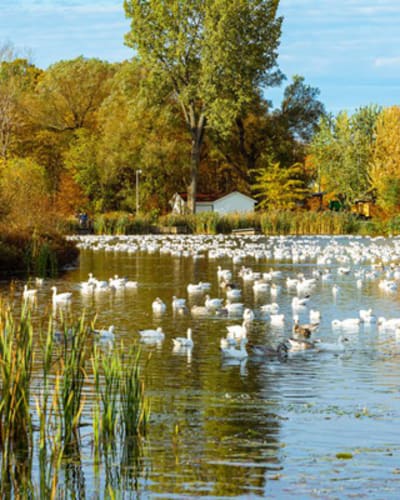 centre_dinterpretation_de_la_nature_de_letang_burbank_1